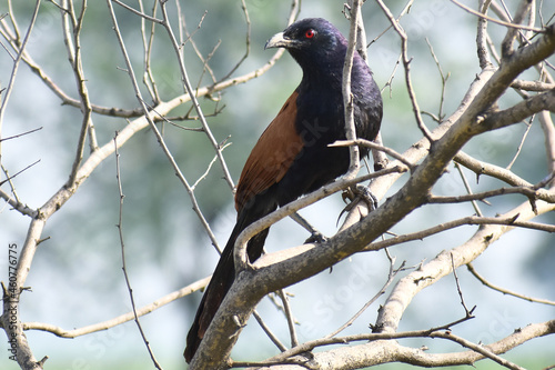 Greater Coucal