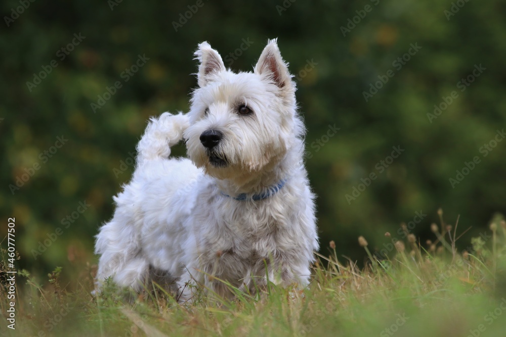 Westie. West Highland White terrier standing in the grass. Portrait of a white dog.