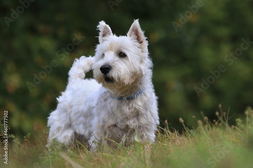 Westie. West Highland White terrier standing in the grass. Portrait of a white dog.