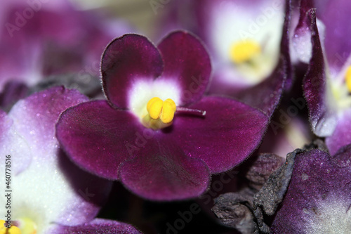 Close up of a violet purple flower on the plant in a gardn with yellow stamen photo