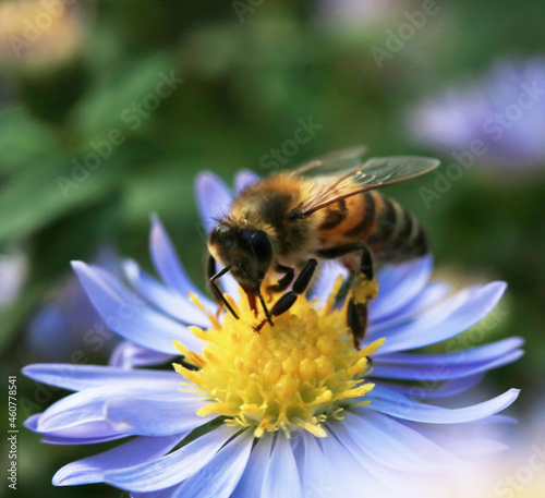 Close up of a honey bee on a daisy flower collecting pollen