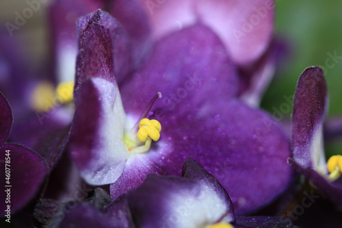 Close up of a violet purple flower on the plant in a gardn with yellow stamen photo