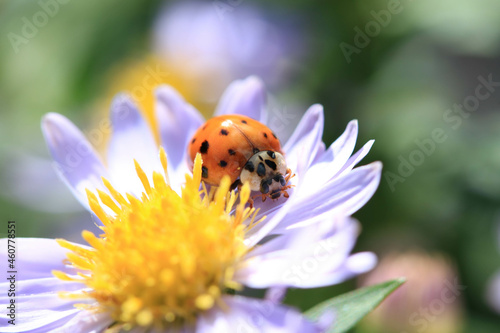 Close up of a Ladybird on a daisy flower collecting pollen photo