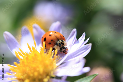 Close up of a Ladybird on a daisy flower collecting pollen photo