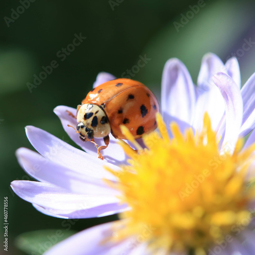 Close up of a Ladybird on a daisy flower collecting pollen