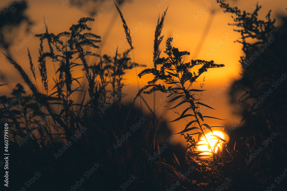 Obraz premium Natura