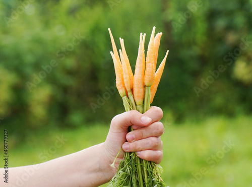 A bunch of carrots in hand against the background of trees and grass.