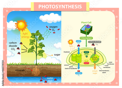 Diagram showing process of photosynthesis in plant