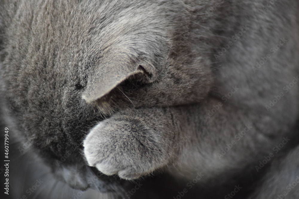 Obraz premium Grey cat sleeping in peace on gray blanket