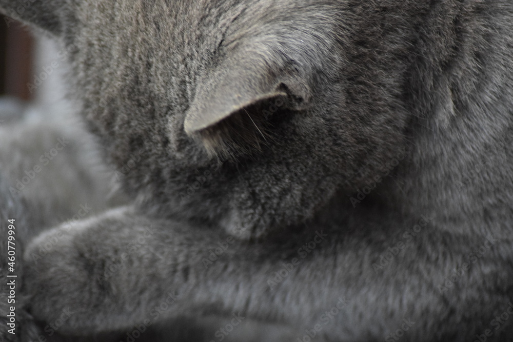 Obraz premium Grey cat sleeping in peace on gray blanket