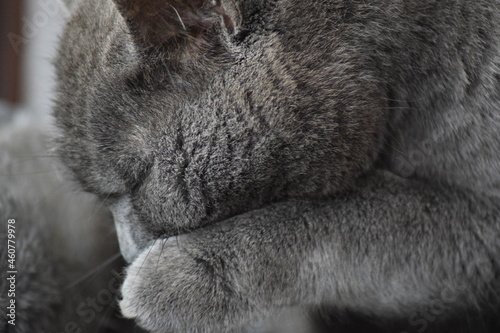 Grey cat sleeping in peace on grey blanket