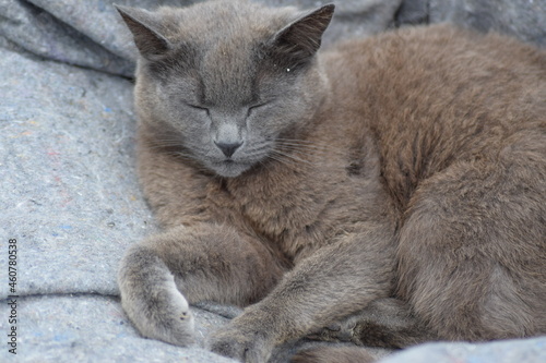 Grey cat sleeping in peace on gray blanket