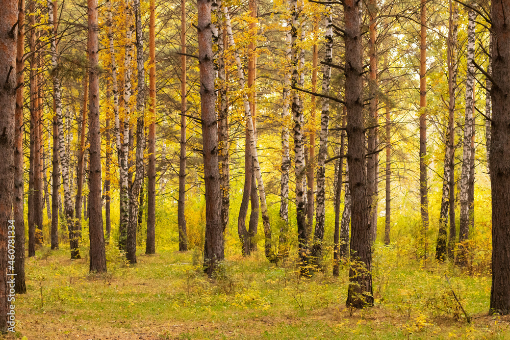 Fototapeta premium yellow and orange trees in the forest in autumn landscape