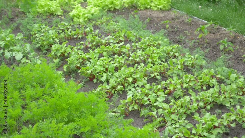Watering the garden in slow motion 60fps Watering the garden in slow motion 60fps