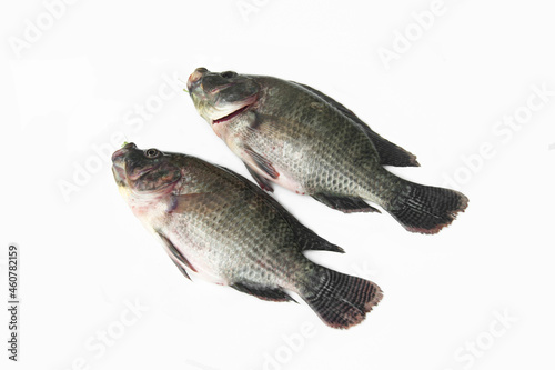 Fresh tilapia isolated on white background, grilled tilapia