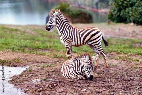 small zebras in rainy season