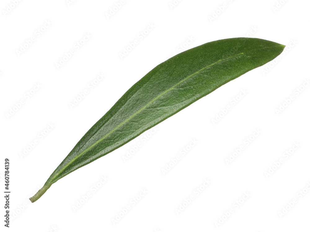 Fototapeta premium Fresh green olive leaf isolated on white