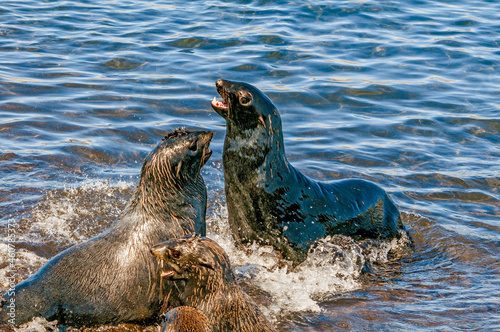 Northern Fur Seals (Callorhinus ursinus) at hauling-out in St. George Island, Pribilof Islands, Alaska, USA photo