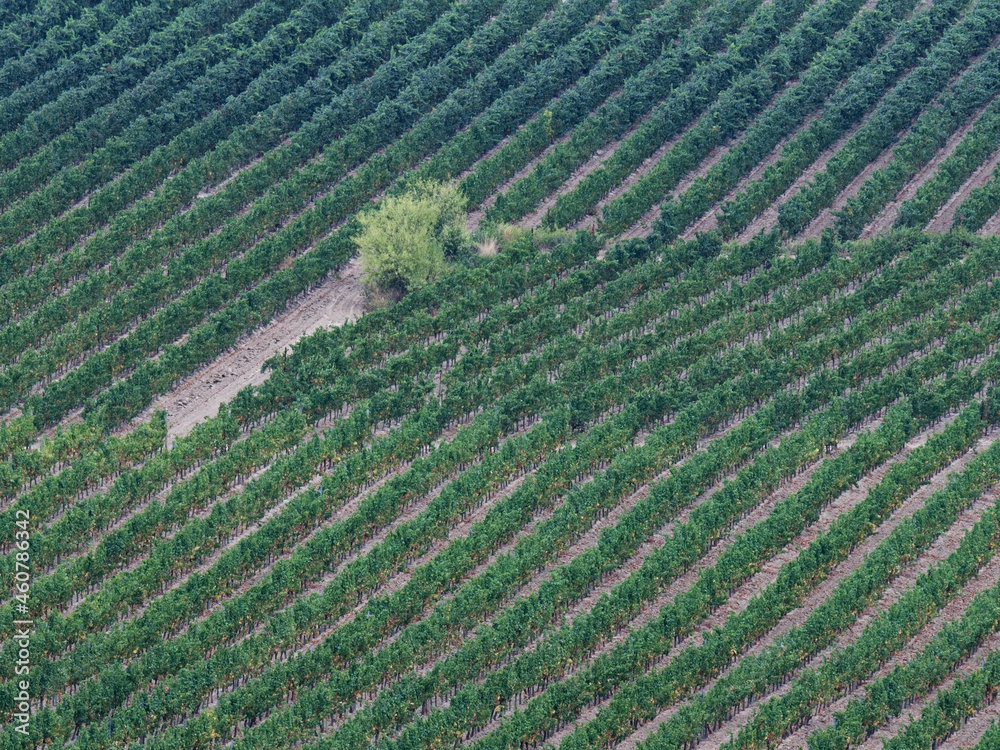 vigne herautl vigne herautl