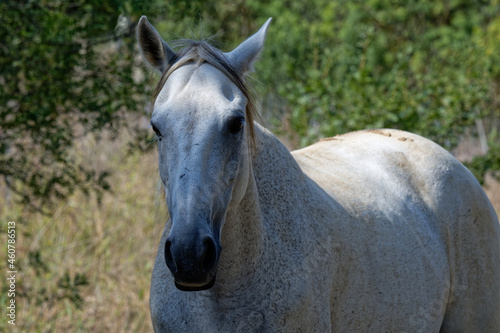 Cheval Camarguais