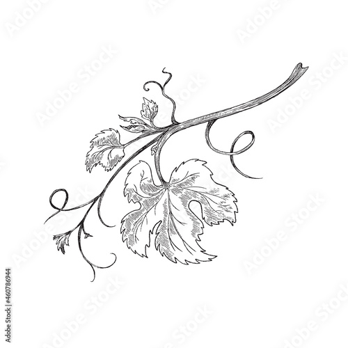 Monochrome branch of grape vine engraving vector illustration isolated.