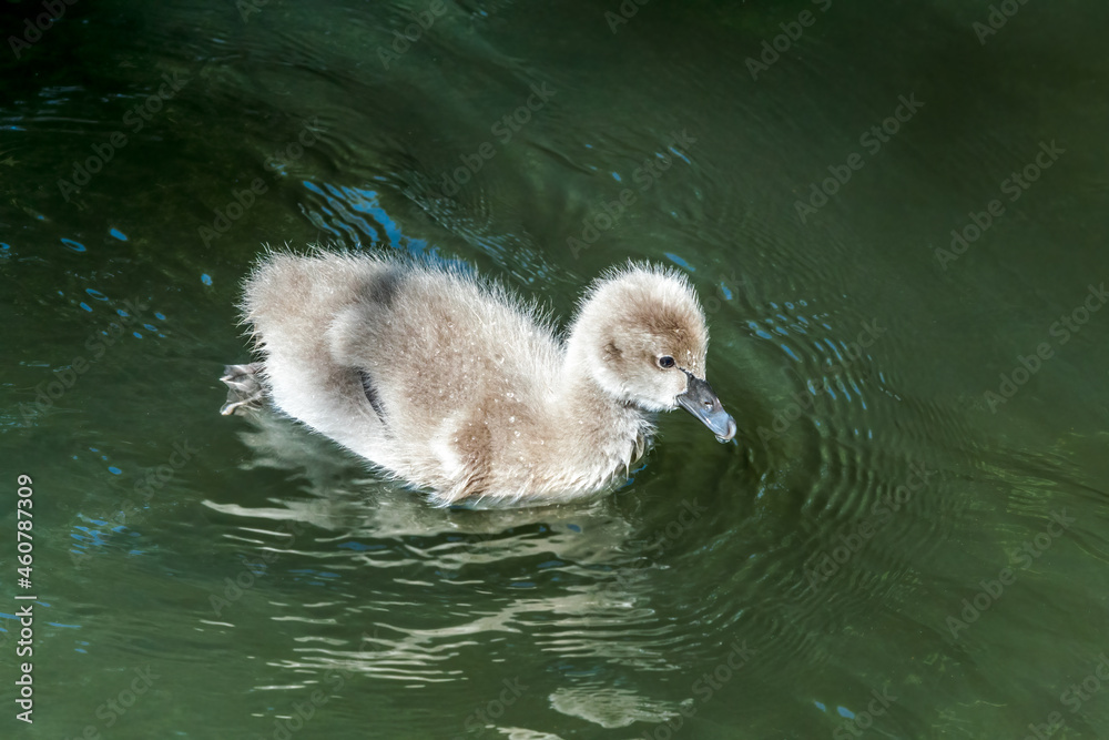 Black Swan (Cygnus atratus) cygnet in park Black Swan (Cygnus atratus) cygnet in park