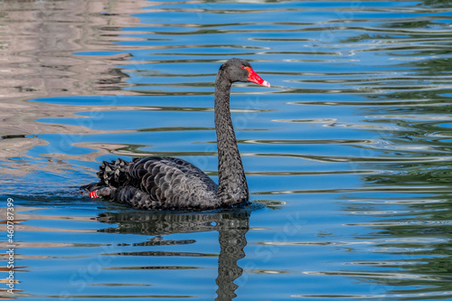 Black Swan (Cygnus atratus) in park