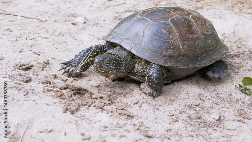European Pond Turtle is Slowly Crawling along Sand in Forest. Large river turtle pokes neck out of shell. Reptile with powerful paws, claws, spotted head. Summertime. Wild nature. Slow motion. European Pond Turtle is Slowly Crawling along Sand in Forest. Large river turtle pokes neck out of shell. Reptile with powerful paws, claws, spotted head. Summertime. Wild nature. Slow motion.