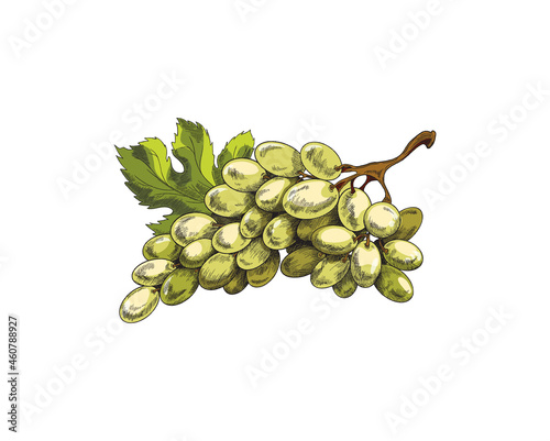 Bunch of green grapes with leaf, sketch vector illustration isolated on white.