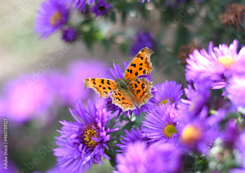 The Comma or Polygonia c-album butterfly on Japanese aster (Kalimeris incisa) © Tatiana