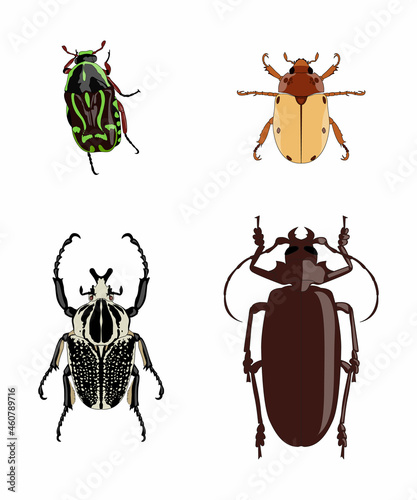 set of beetle illustration © NumediaPhoto