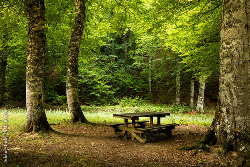 Picnic table under the shade of beech forest photo