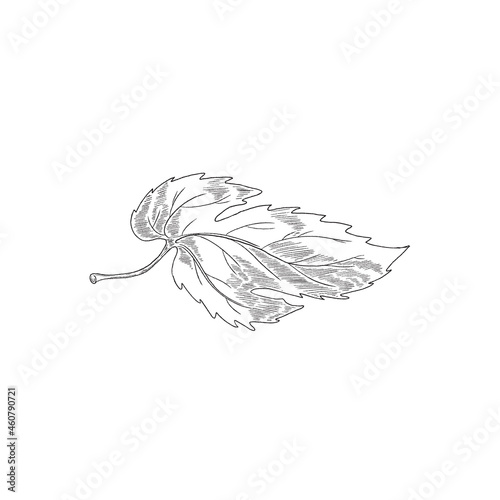 Hop leaf in black thin line, hand drawn vector illustration isolated on white.