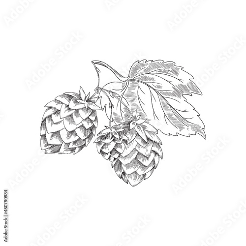 Hops herb or plant for brewery of beer, sketch vector illustration isolated.