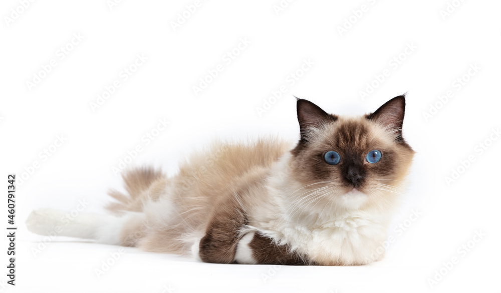 Ragdoll cat, small kitten portrait on white background
