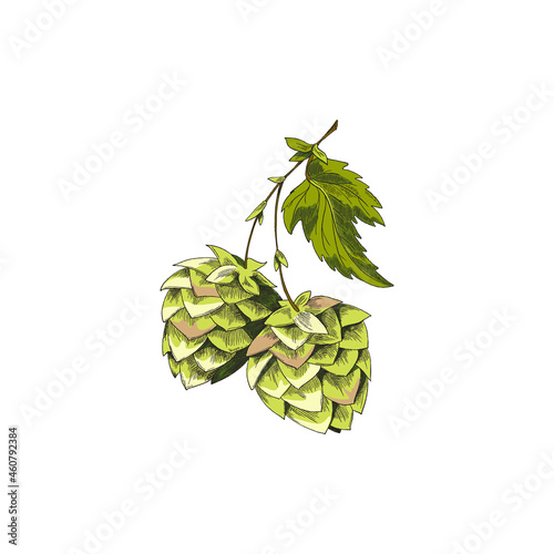 Color sprig with hop cones and leaves, sketch vector illustration isolated.