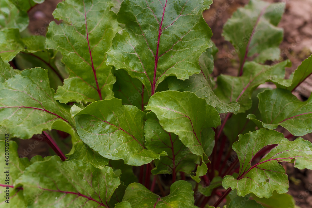Beetroot tops growing in soil. Soft focused closeup shot of beet leaves. Seasonal farm harvest, fresh organic vegetables, healthy vegetarian food. Beetroot tops growing in soil. Soft focused closeup shot of beet leaves. Seasonal farm harvest, fresh organic vegetables, healthy vegetarian food.