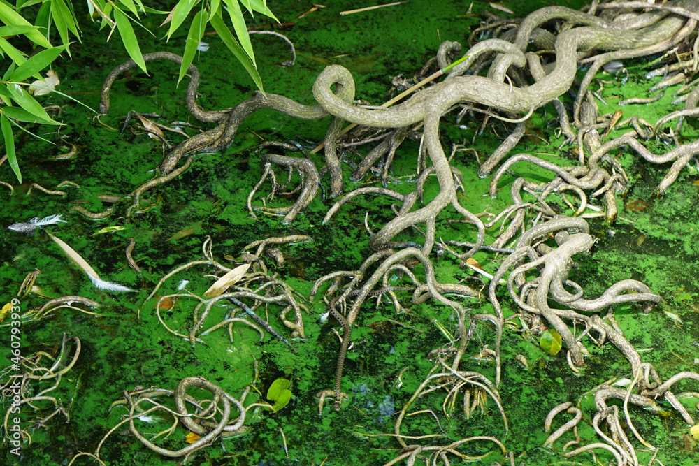 Obraz premium roots in the water and green leaves
