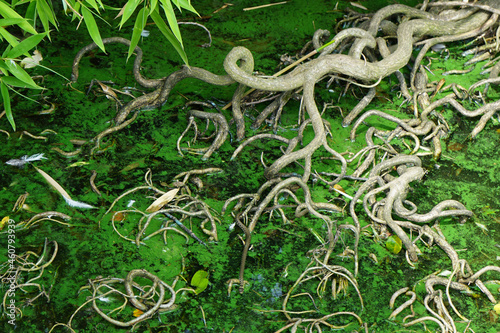 roots in the water and green leaves