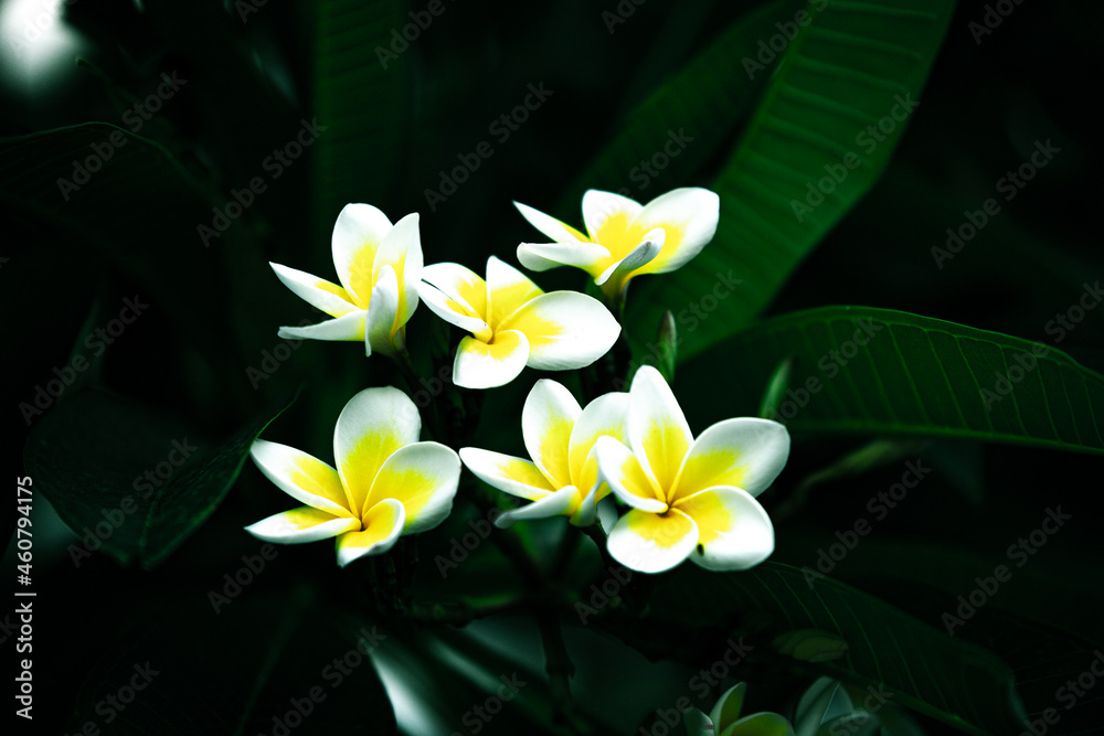 Obraz premium yellow frangipani flower