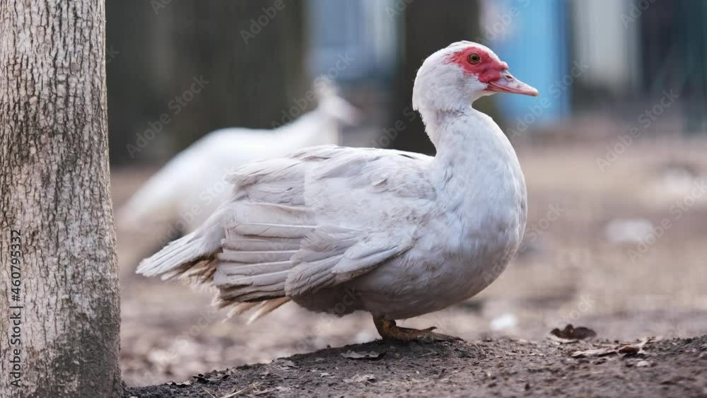 White bird duck standing outside in zoo and moves its tail and wings. Closeup wildfire portrait with blurred background White bird duck standing outside in zoo and moves its tail and wings. Closeup wildfire portrait with blurred background