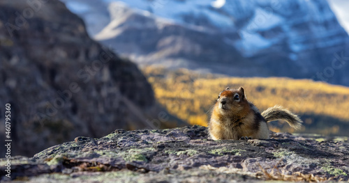 Small Chipmunk up on a rocky Canadian Mountain. Located in Lake O'Hara, Yoho National Park, British Columbia, Canada.