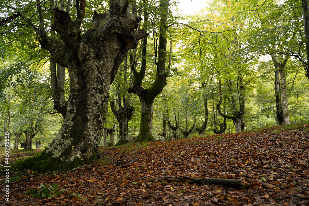 Fototapeta premium autumn forest with leaves on the ground