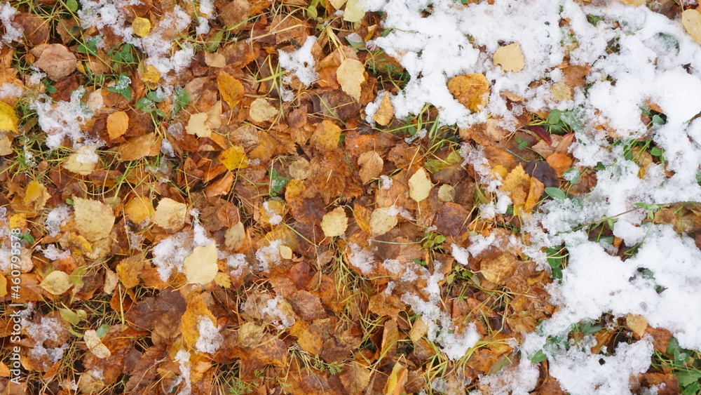 autumn background fallen orange yellow leaves dampness the first snow autumn background fallen orange yellow leaves dampness the first snow