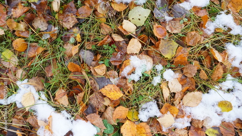 Photos autumn background fallen orange yellow leaves dampness the first snow