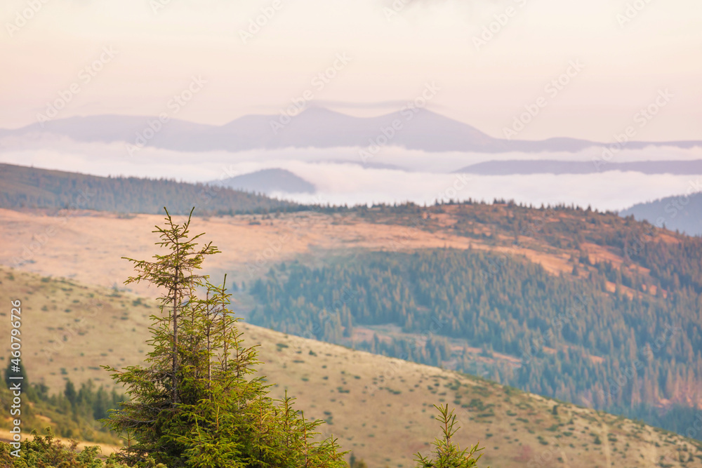 Fototapeta premium Carpathian mountains