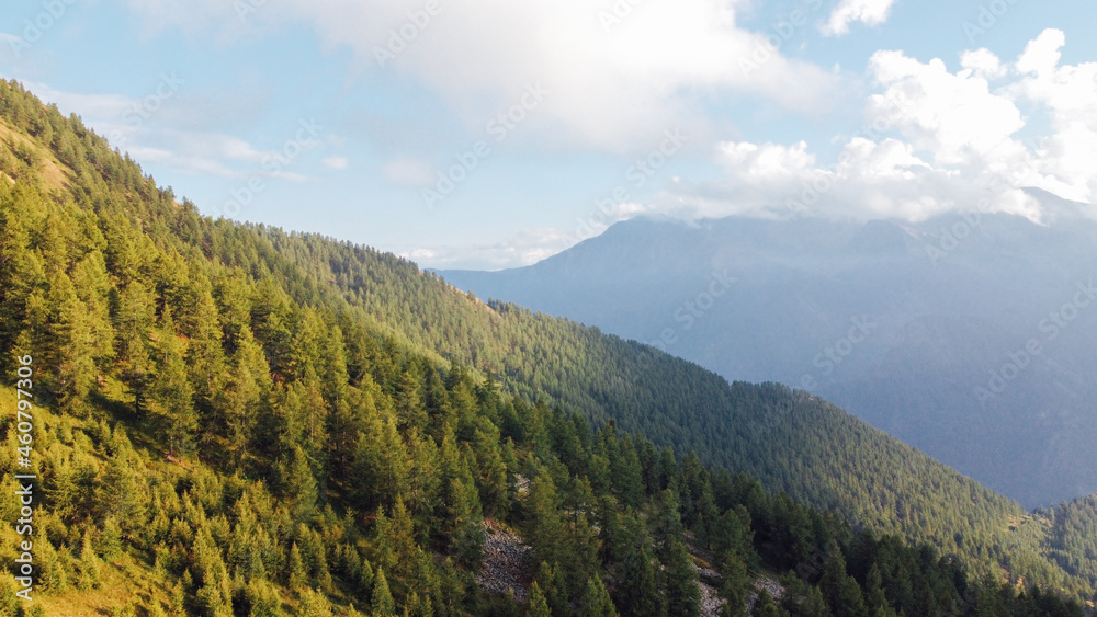 Aerial view of green coniferous forest in the mountains. Evergreen trees in the Italian Alps, view from above. Natural parkland background.