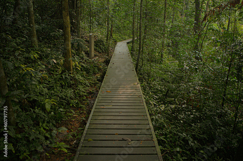 Taman Negara National Park  pathway 