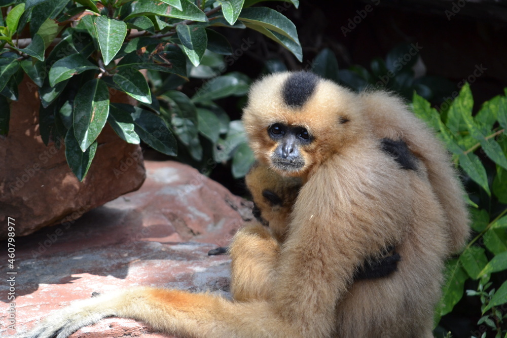 Fototapeta premium Gibón y su pequeño hijo