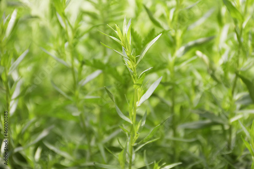 Green herb of the medicinal and food plant Artemisia tarragon  or tarragon estragon  wormwood  Artemisia drac  nculus.It is used for preparing food and drinks in cooking